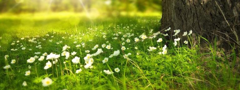 Boilerplate Dummy 03 800x300