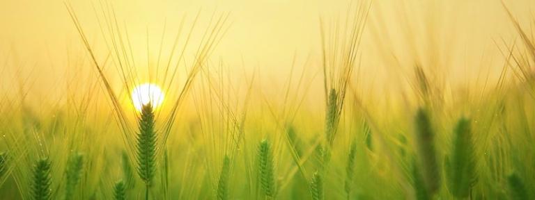 Boilerplate Dummy 04 800x300